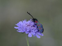 Zygaena filipendulae 66, Sint-jansvlinder, Saxifraga-Luuk Vermeer