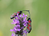 Zygaena filipendulae 72, Sint-jansvlinder, Saxifraga-Luuk Vermeer