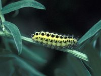 Zygaena filipendulae 8, Sint-jansvlinder, Vlinderstichting-Nely Honig