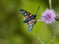 Zygaena filipendulae 9, Sint-jansvlinder, Saxifraga-Jan van der Straaten