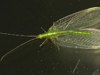 Chrysopa carnea 1, Groene gaasvlieg, Foto Fitis-Sytske Dijksen