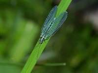 Chrysopa perla 1, Gewone gaasvlieg, Foto Fitis-Sytske Dijksen