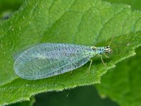 Chrysopa perla 2, Gewone gaasvlieg, Saxifraga-Ab H Baas