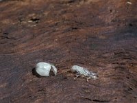 Chrysoperla carnea 2, cocoon and pupa, Saxifraga-Frits Bink