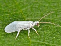 Coniopteryx sp 1, Saxifraga-Ab H Baas