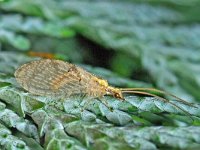 Hemerobius lutescens 1, Saxifraga-Ab H Baas