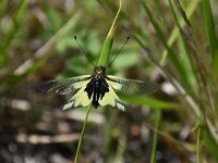 Libelloides coccajus 13, Saxifraga-Luuk Vermeer