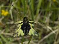 Libelloides coccajus 2, male, Saxifraga-Jan van der Straaten