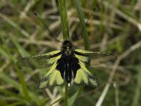 Libelloides coccajus 6, male, Saxifraga-Jan van der Straaten