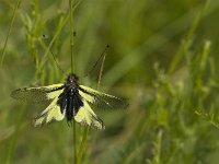 Libelloides coccajus 9, male, Saxifraga-Jan van der Straaten