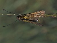 Libelloides ictericus