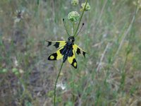 Libelloides macaronius