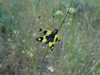 Libelloides macaronius 2, Saxifraga-Ed Stikvoort