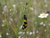 Libelloides macaronius 3, Saxifraga-Dirk Hilbers