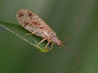 Micromus variegatus 1, Bruine gaasvlieg, Saxifraga-Ab H Baas