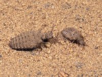 Myrmeleon formicarius 5, Mierenleeuw, larvae, Saxifraga-Frits Bink