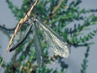 Myrmeleon longicornis