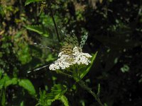 Nemoptera sinuata