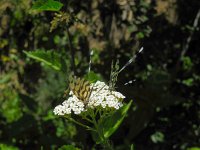 Nemoptera sinuata 3, Saxifraga-Ed Stikvoort