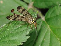 Panorpa communis 5, Schorpioenvlieg, Saxifraga-Ab H Baas