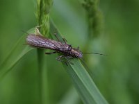 Perlodes microcephala