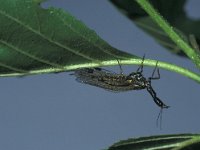 Phaeostigma notata 1, female, Saxifraga-Frits Bink