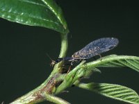 Phaeostigma notata 2, male, Saxifraga-Frits Bink