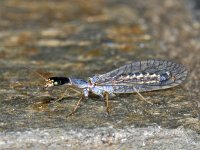 Raphidiidae notata 01 #07004 : Raphidiidae notata, Snakefly, Kameelhalsvlieg, mannetje