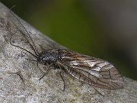 Sialis lutaria #11802 : Sialis lutaria, Alder fly, Elzenvlieg