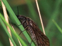 Sialis lutaria : Sialis lutaria, Alder fly, Elzenvlieg