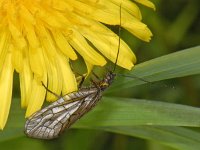 Sialis lutaria S01 #06509 : Sialis lutaria, Alder fly, Elzenvlieg