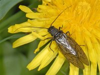 Sialis lutaria S01 #06510 : Sialis lutaria, Alder fly, Elzenvlieg