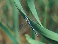 Aeshna affinis 2, Zuidelijke glazenmaker, male, Saxifraga-Robert Ketelaar