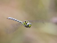 Aeshna cyanea, Blauwe glazenmaker  Aeshna cyanea, Blauwe glazenmaker : Aeshna cyanea, Blauwe glazenmaker, Hongarije, Southern Hawker, adult, august, augustus, blauw, blue, dragonfly, flying, green, groen, hovering, libel, summer, vliegbeeld, vliegend, volwassen, zomer