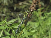 Aeshna cyanea 20, Blauwe glazenmaker, Saxifraga-Rob Felix : Animalia, Arthropoda, Insecta, Odonata, animal, arthropod, dargonfly, dier, dieren, geleedpotige, geleedpotigen, insect, insecten, juffer, libel, libellen