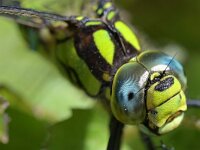 Aeshna cyanea 30, Blauwe glazenmaker, Saxifraga-Tom Heijnen