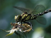 Aeshna cyanea 4, Blauwe glazenmaker, Vlinderstichting-Rob van Bemmelen