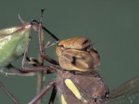 Aeshna grandis, Brown Hawker