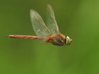 Aeshna isosceles, Norfolk Hawker