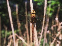 Aeshna isoceles 2, Vroege glazenmaker, male, Vlinderstichting-Tim Termaat