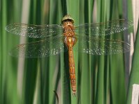 Aeshna isoceles 4, Vroege glazenmaker, Vlinderstichting-Tim Termaat