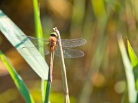 Vroege glazenmaker  Vroege glazenmaker zit te rusten op een stuk riet : Aeshna, Aeshna isoceles, Vroege glazenmaker, biotoop, dier, fauna, glazenmaker, insect, libel, libelle, macro, natuur, natuurlijk, natuurlijke, omgeving, sloot, slootkant