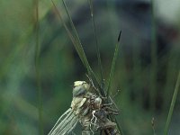 Aeshna juncea 3, Venglazenmaker, Vlinderstichting-Tim Termaat