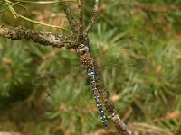 Aeshna mixta 23, Paardenbijter, Saxifraga-Harry van Oosterhout : insect, libel, paardenbijter