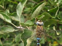 Aeshna mixta 48, Paardenbijter, Saxifraga-Harry van Oosterhout