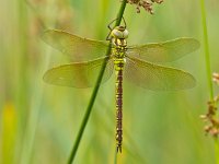 Dragonfly Resting on a Leaf  Green Hawker Dragonfly (Aeshna viridis) Warming its Wings in the Early Morning Sun : Aeshna, Aeshna virides, Aeshna viridis, Netherlands, animal, antenna, attractive, background, beautiful, beauty, blue, bright, brown, close, closeup, color, dragonfly, environment, europe, european, flap, flight, flower, fly, garden, green, hawker, head, insect, light, macro, may, nature, open, ornamental, over, pattern, petals, plant, summer, viridissima, wildlife