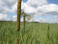 Aeshna viridis 2, Groene glazenmaker, Vlinderstichting-Tim Termaat