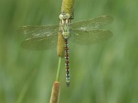 Aeshna viridis 6, Groene glazenmaker, male, Vlinderstichting-Jaap Bouwman : p