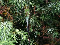 Grote keizerlibel 01 : Grote keizerlibel, Anax imperator, Emperor Dragonfly, female