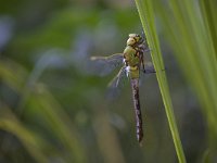 Grote Keizerlibel, Emperor Dragonfly, Anax imperator  Grote Keizerlibel, verdoofd door aanrijding met een brommer. Emperor Dragonfly, dizzy due to a collision with a motor. : Utrecht, urban, stadsnatuur, male, Emperor Dragonfly, nature, Nederland, pas uitgeslopen, man, suburban, The Netherlands, dragonfly, garden, libel, Grote Keizerlibel, tuin, insekt, insect, Anax imperator, woonwijk, natuur